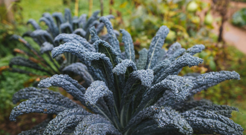 Auckland, New Zealand, 2017