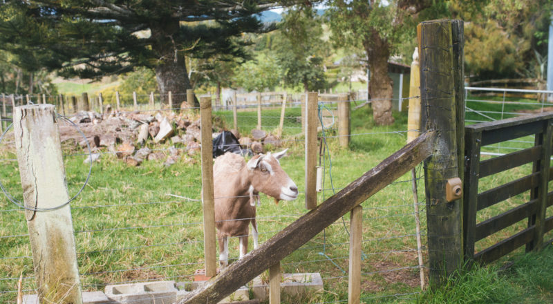 Auckland, New Zealand, 2017