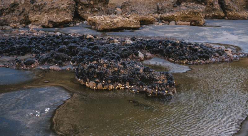 Auckland, New Zealand, 2017